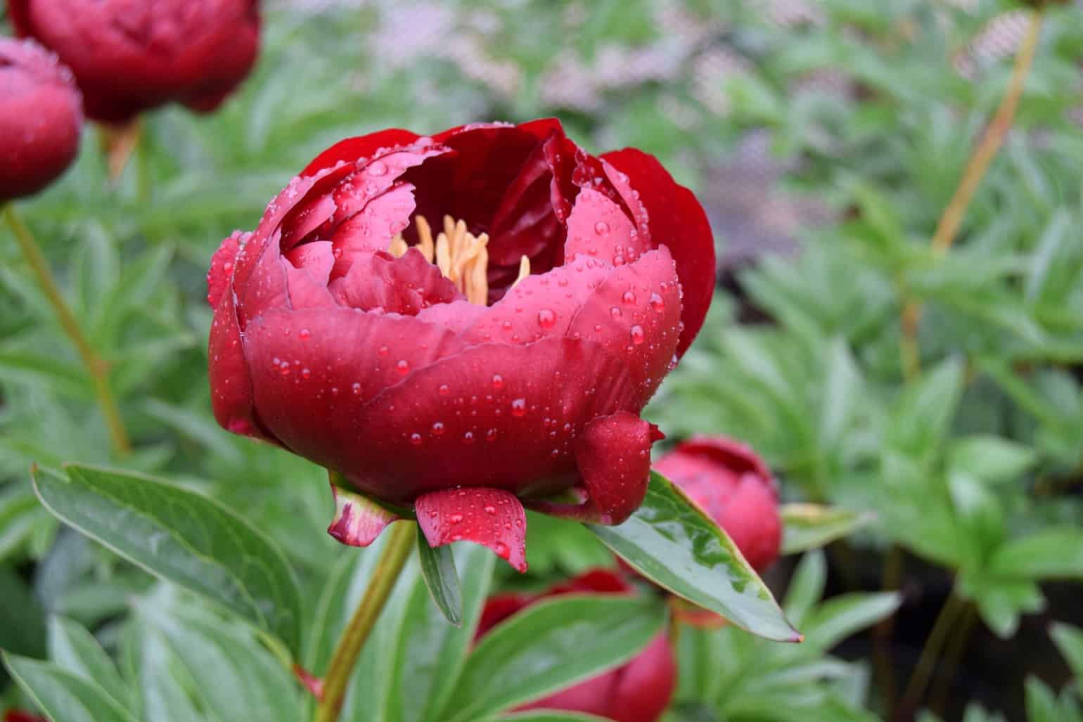 Paeonia 'Buckeye Belle' (D - Red)